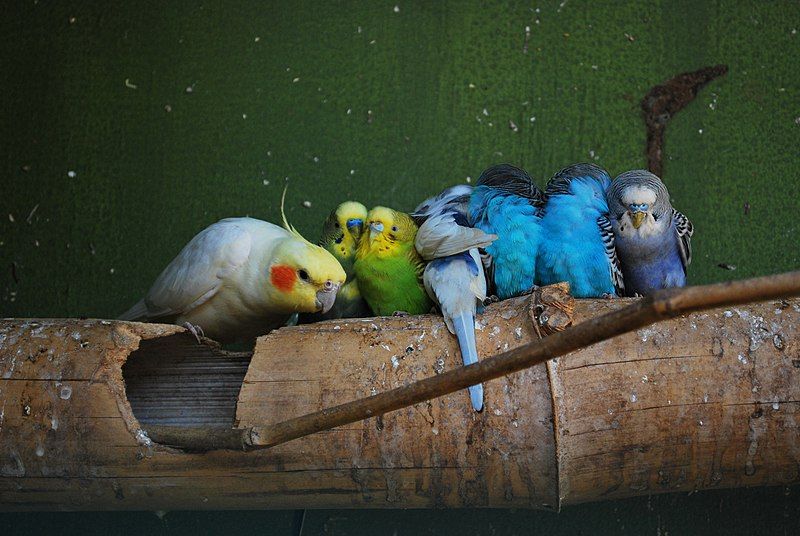 File:Budgerigars and Cockatiel.jpg