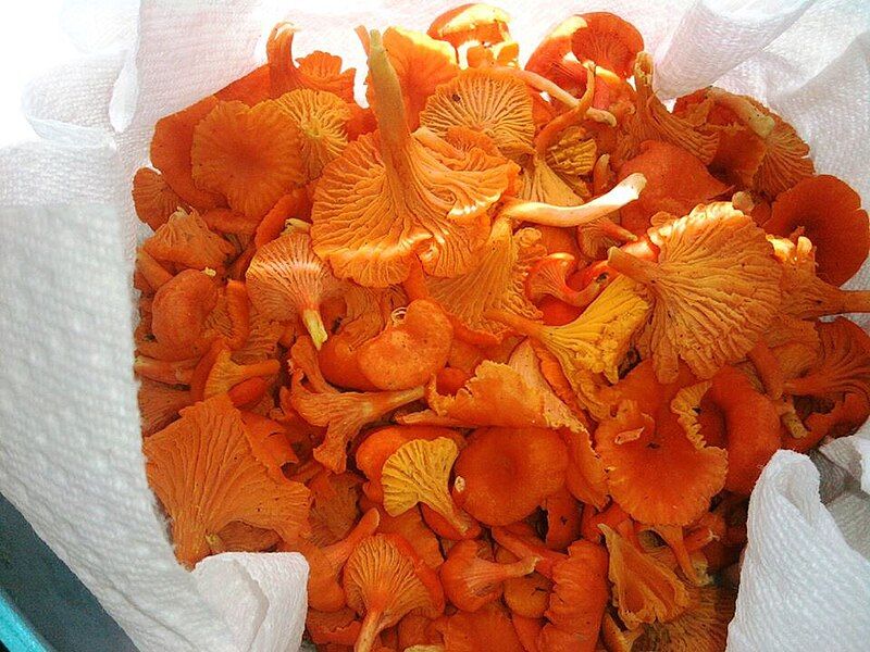 File:Cantharellus cinnabarinus.jpg