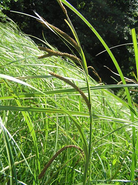 File:Carex acuta1.JPG