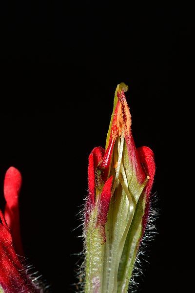 File:Castilleja bella 2.jpg