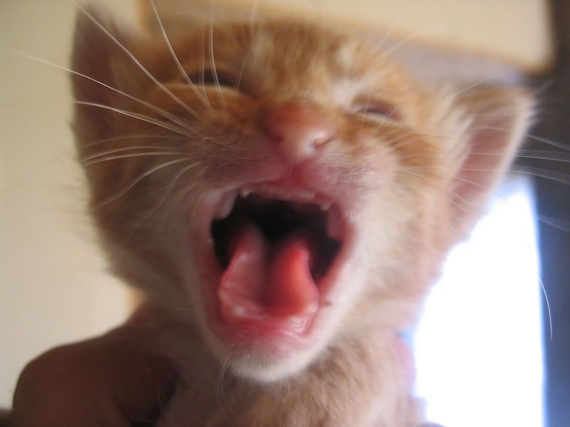 File:Cat crying.jpg