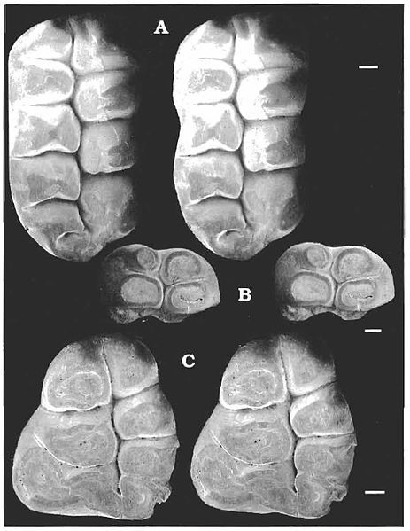 File:Catopsalis waddleae.jpg