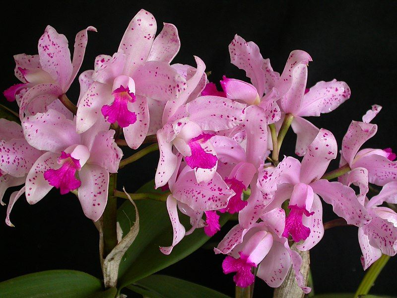 File:Cattleya amethystoglossa.jpg