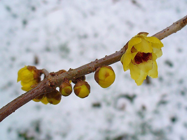 File:Chimonanthus praecox 002.JPG