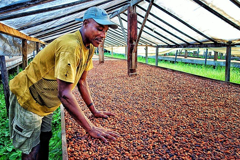 File:Coffee Grower.jpg