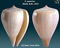 Conus patricius Hinds, R.B., 1843