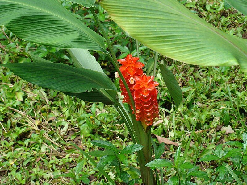 File:Curcuma roscoeana3.JPG