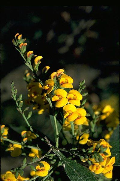 File:Daviesia laxiflora.jpg