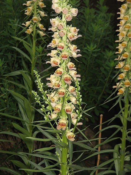 File:Digitalis ferruginea003.jpg