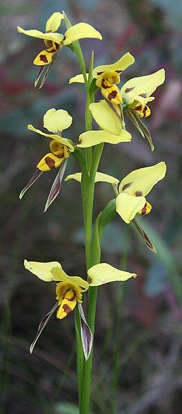 File:Diuris sulphurea lawson109.jpg