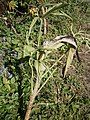 Dracunculus vulgaris decaying