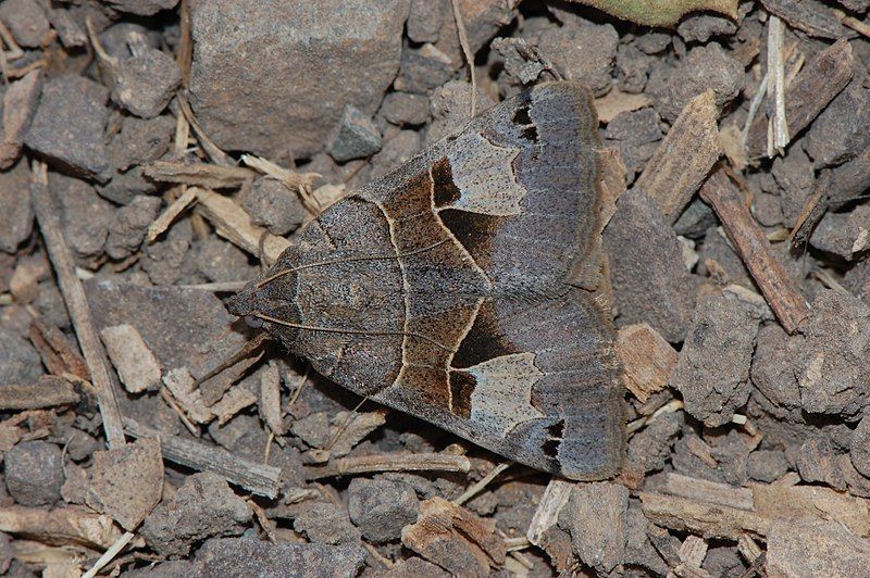 File:Drasteria edwardsii-1.jpg