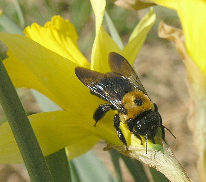 File:Eastern Carpenter Bee.jpg