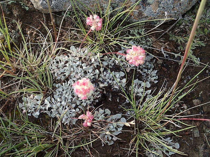 File:Eriogonum ovalifolium 03.jpg