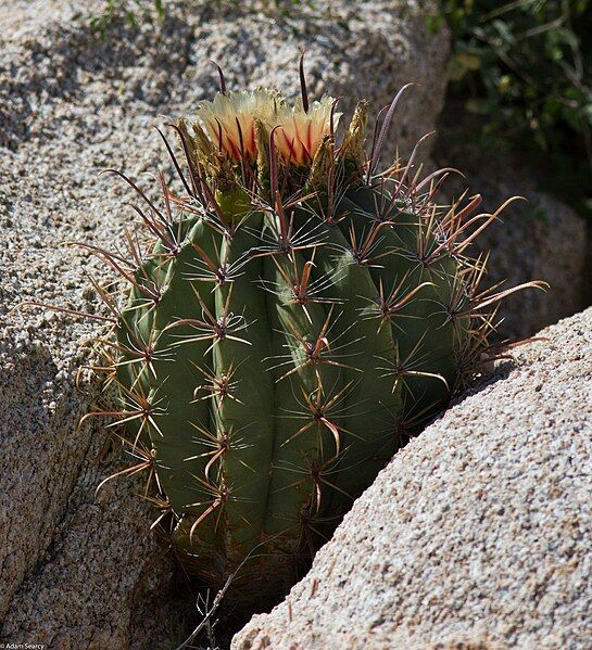 File:Ferocactus townsendianus 27516128.jpg