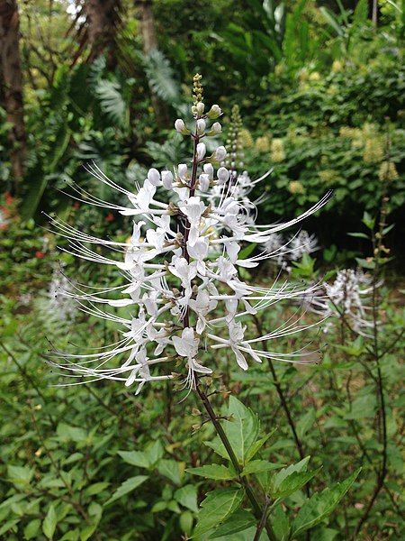 File:Flower at HTBG.JPG