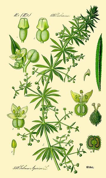 File:Galium aparine b.jpg