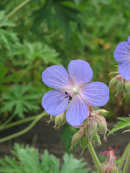 File:Geranium pratense close-up.jpg