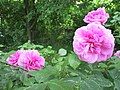 Rose Gertrude Jekyll, Salzhemmendorf (Germany)