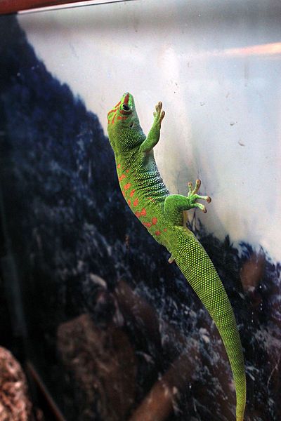 File:Gfp-seychelles-island-day-gecko.jpg