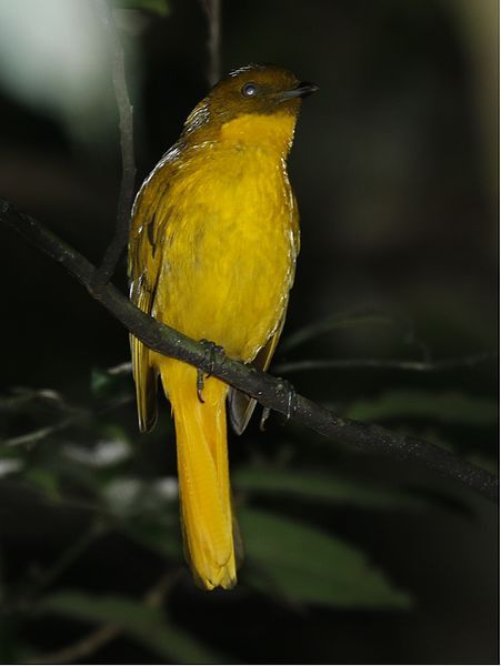 File:GoldenBowerbird.jpg