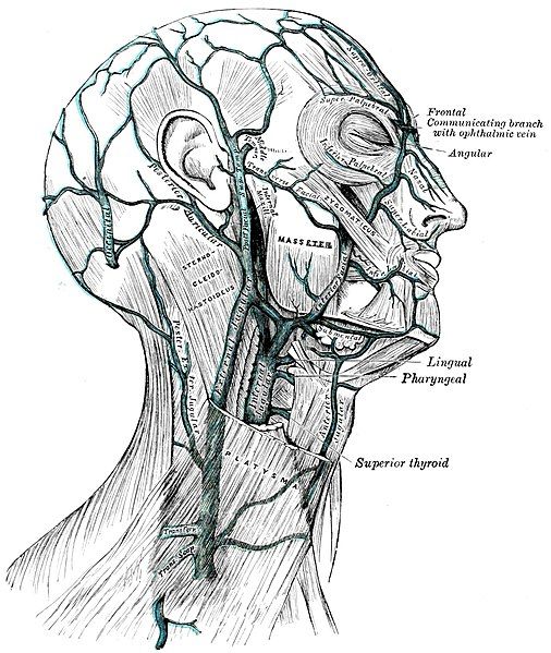 File:Gray AnatomyOfHumanBody1918-P644 Figure557.jpg