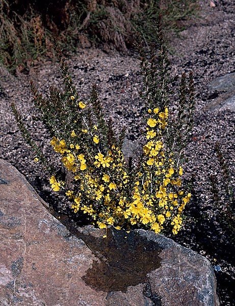 File:Hibbertia pungens habit.jpg