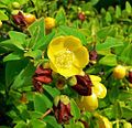 Hypericum uralum