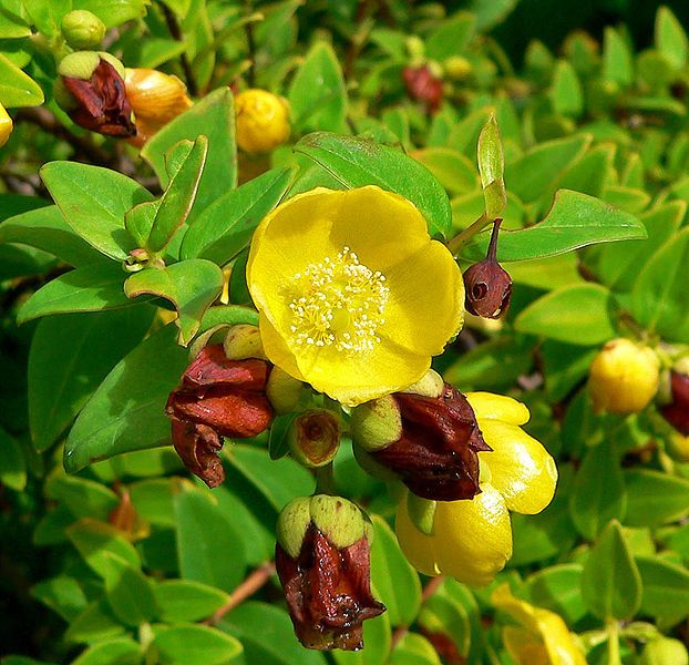 File:Hypericum uralum 2.jpg