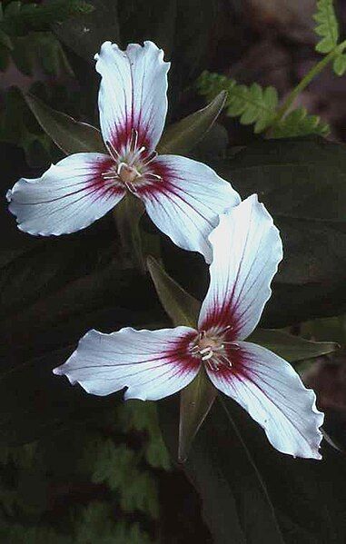 File:Jasper Trillium.jpg