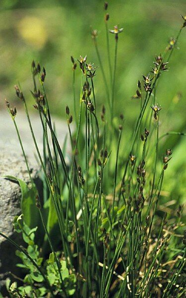 File:Juncus drummondii.jpg