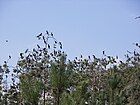 Great cormorants in the Kąty Rybackie nature reserve