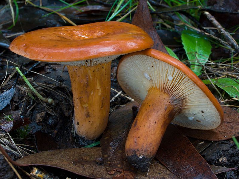 File:Lactarius eucalypti 151158.jpg