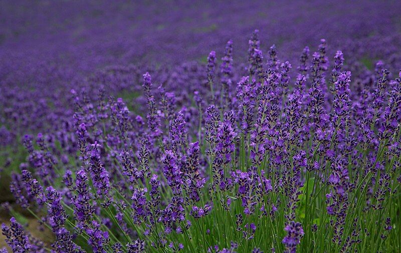 File:Lavender, Furano (7662399108).jpg