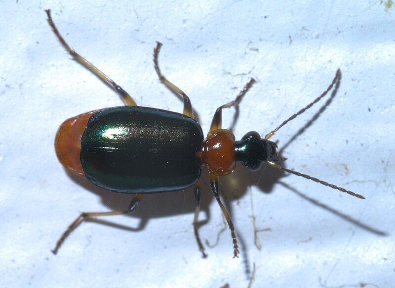 File:Lebia viridipennis P1390365a.jpg