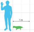 Scale diagram of Lystrosaurus murrayi