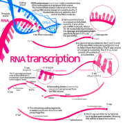 Transcription (genetics)