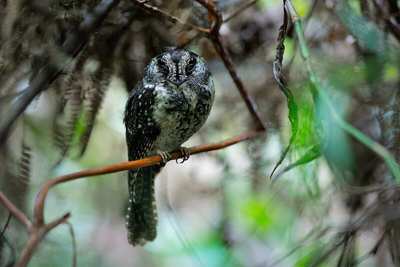 File:Mountain Owlet-nightjar 0A2A2544.jpg