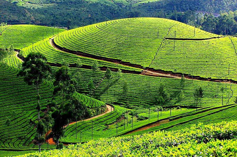 File:Munnar66.jpg