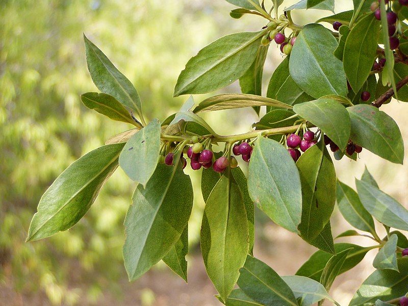 File:Myoporum laetum.jpg