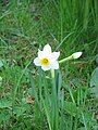 Narcissus tazetta subsp. italicus