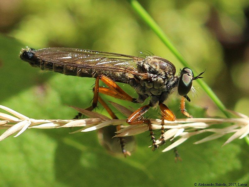 File:Neomochtherus pallipes 01.JPG