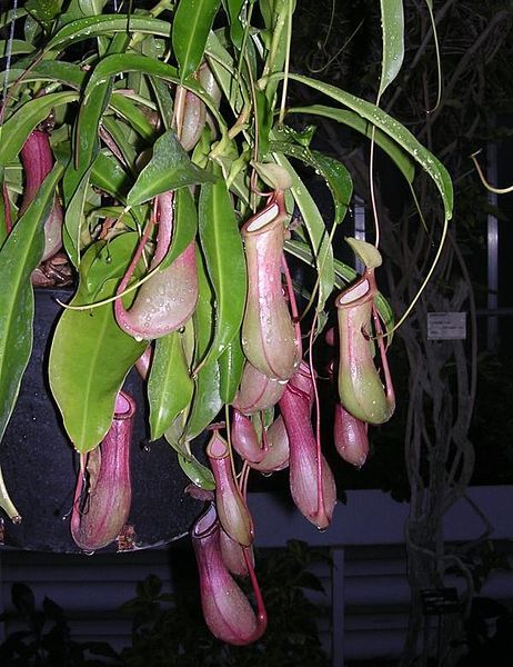 File:Nepenthes600.jpg