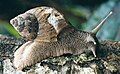 A large orthalicid land snail, probably Sultana, recovering from damage, easternmost Peru.