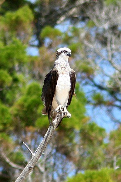 File:Osprey photo.jpg