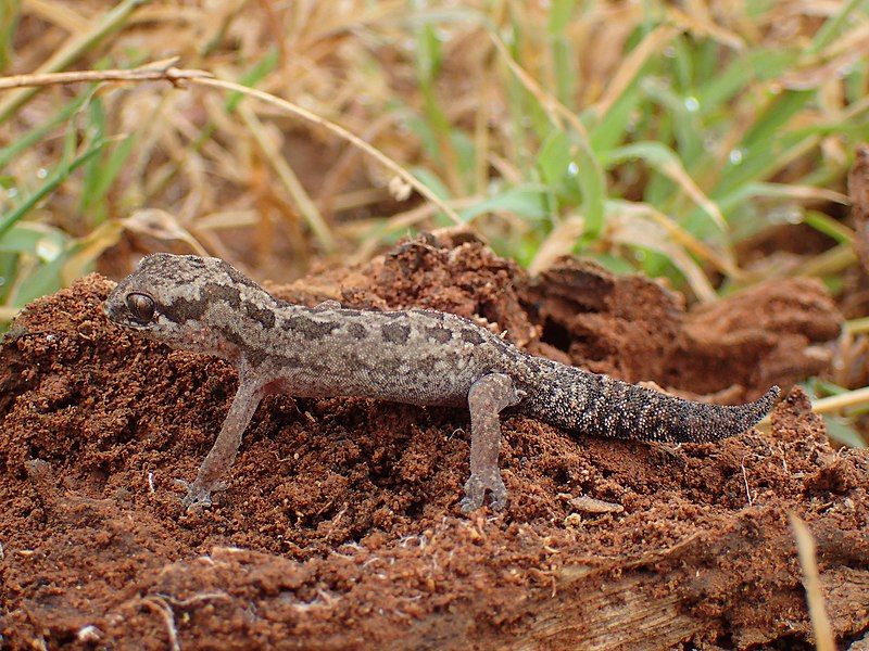 File:Pachydactylus maculatus.jpg