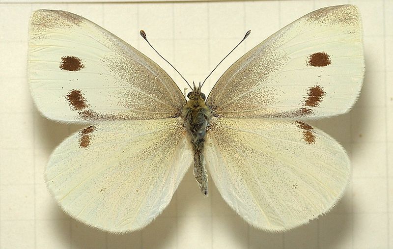 File:Pieris.rapae.mounted.jpg