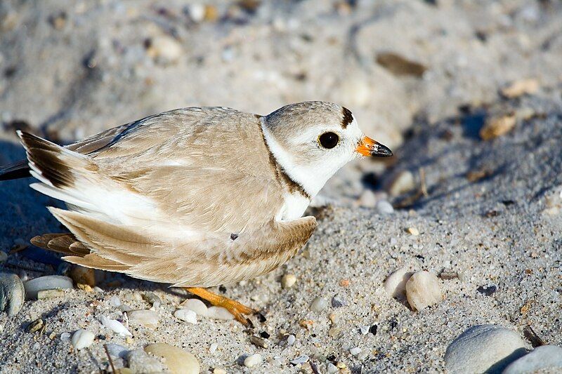 File:Piping plover2.jpg