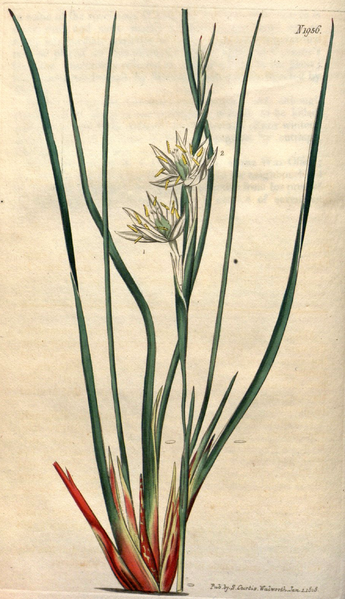 File:Pleea tenuifolia CBM.png