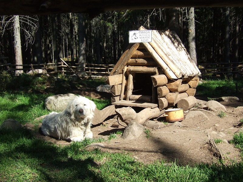 File:Poland sheepdog.jpg